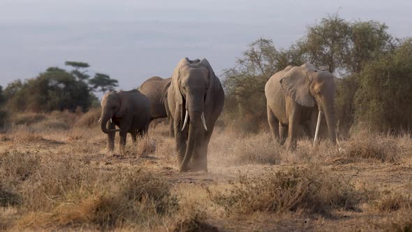 Elephants in the Maasai Mara