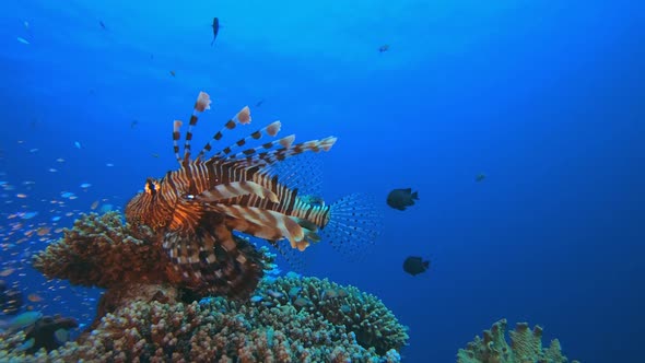 Underwater Sea Tropical Lionfish