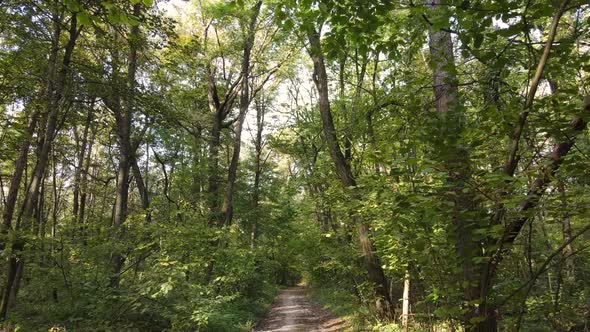 Forest with Trees in the Fall During the Day