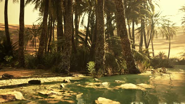 Desert Oasis Pond with Palm Trees and Plants