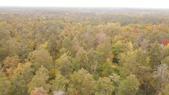 Autumn Forest Landscape with Trees By Day