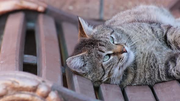 Cat lies on a bench and enjoys the sun outdoors