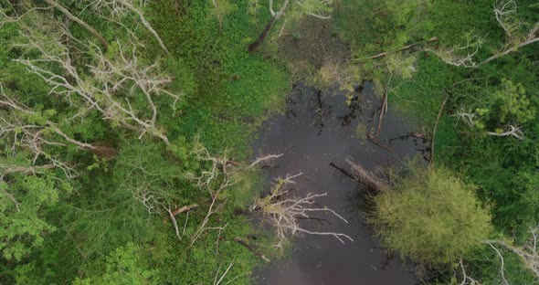 Birdseye view of Bush Park forest in Houston, Texas