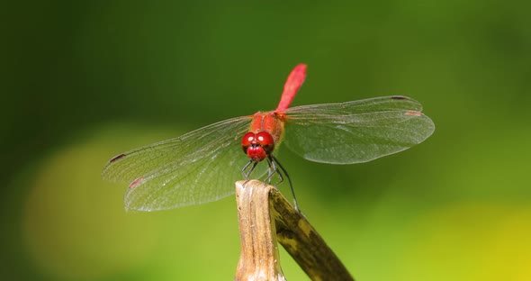 Scarlet Dragonfly Crocothemis Erythraea is a Species of Dragonfly in the Family Libellulidae