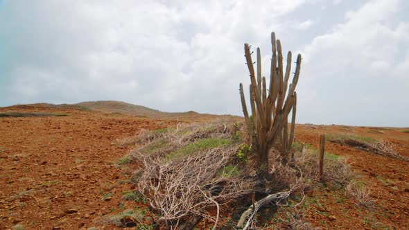 Curacao, Caribbean, brown desert landscape with cactus swaying in slow motion