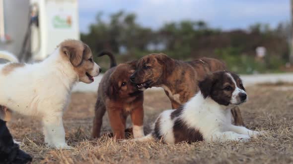 Happy family of Mixed-raced puppies playing together and having fun outside during the day.