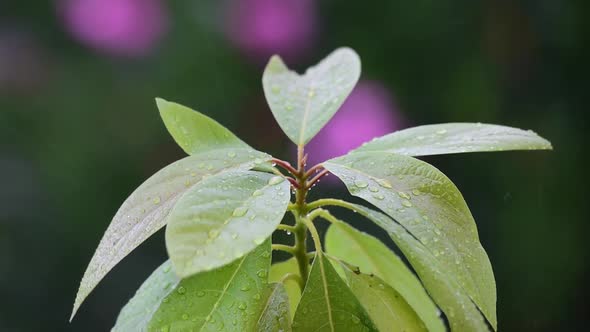 Green leaves in the rain