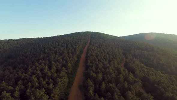 Aerial Pine Forest and Road