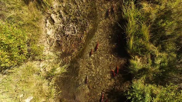 Aerial view of Kokanee Salmon spawning in a small river in Utah