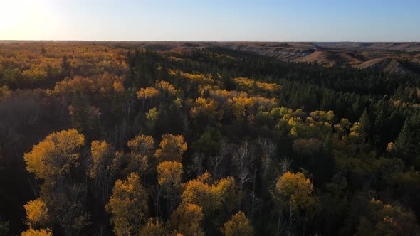 Aerial drone 4K footage of different trees in autumn season in central Alberta, Canada. North Americ