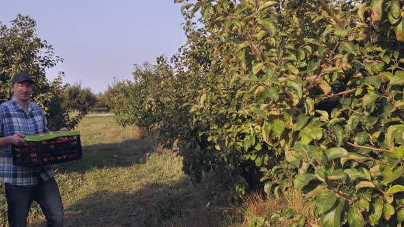 Guy Working at Harvesting Period