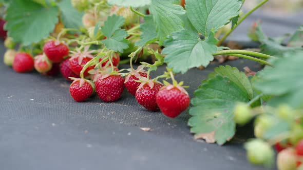 Organic Strawberries Growing on Farm