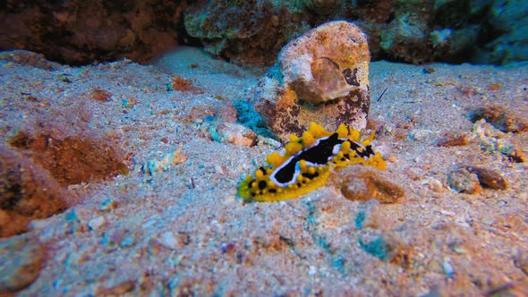 Underwater Tropical Snail