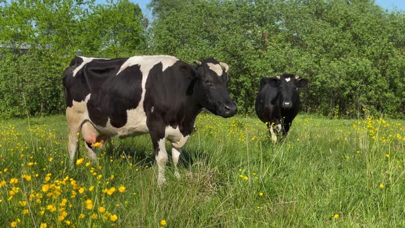 Slow Motion Amazing Milk Cows on the Beautiful Meadow