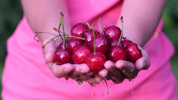 Red Ripe Cherries in the Palms of a Girl