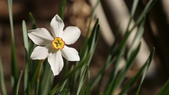 Shallow DOF daffodil plant 4K 2160p 30fps UltraHD footage - Close-up  Narcissus poeticus garden flow