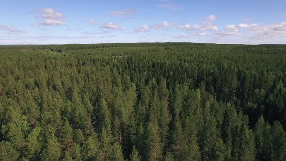 Flying Over Forest