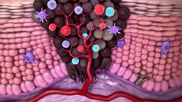 Animation of skin anotomy.Regulation of NKG2D-Dependent NK Cell Functions