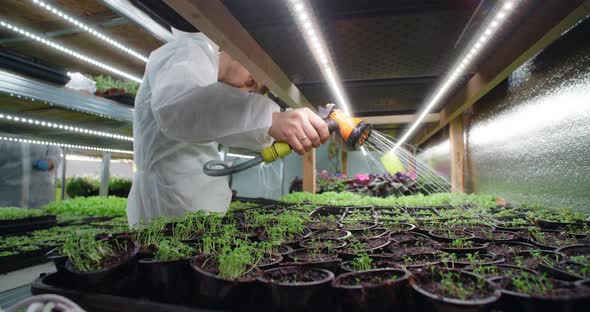 Farmer Hosing Down a Trays with Growing Microgreens Seedlings Vertical Farming Small Business 60p