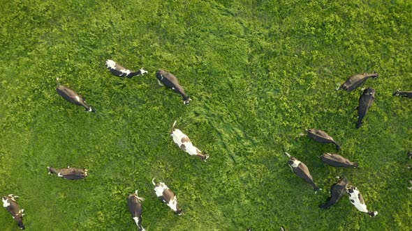 Aerial View of Cows Herd Grazing on Pasture