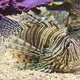 Close Up of a Venomous Lionfish - VideoHive Item for Sale