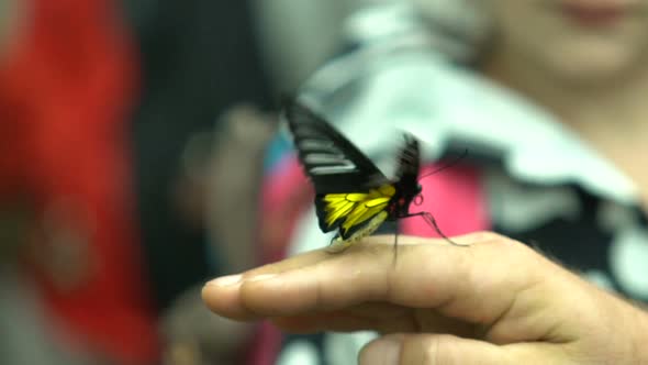 South Asia Insect, Exotic Butterfly Troides Radamanthus Sitting on Human Hand