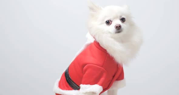 White pomeranian  wear santa claus costume for Christmas