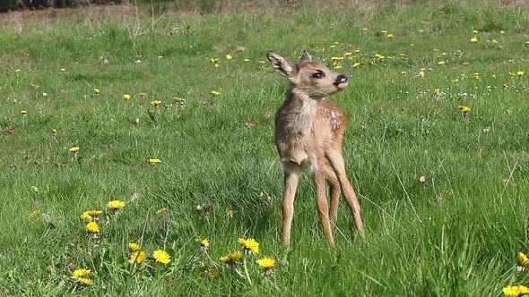 975062 Roe Deer, capreolus capreolus, Fawn in Blooming Meadow, Grooming, Normandy, Real Time