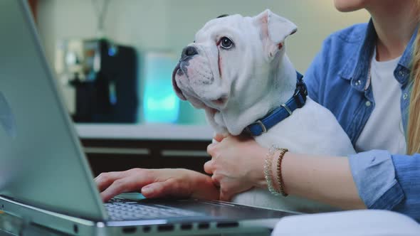 White Bulldog Sitting on Woman's Knees While She Typing on Computer
