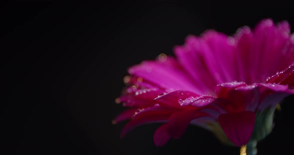 Gorgeous Pink Flower with Drops of Water on It, Close Up, 