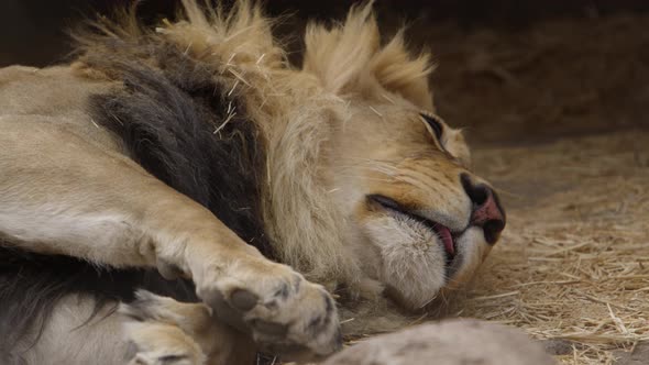 lion adjusting in his sleep slow motion