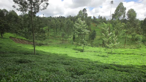 Growing Tea on Plantations in the Mountains