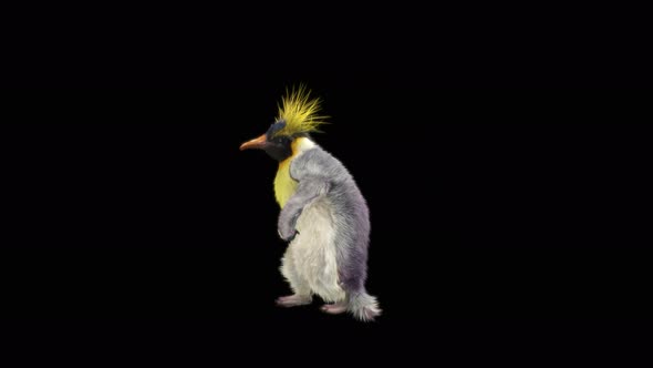 Penguin Dancing 4K