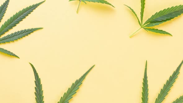 Variety of Beautiful Green Young Cannabis Leaves Lie Pastel Yellow Background