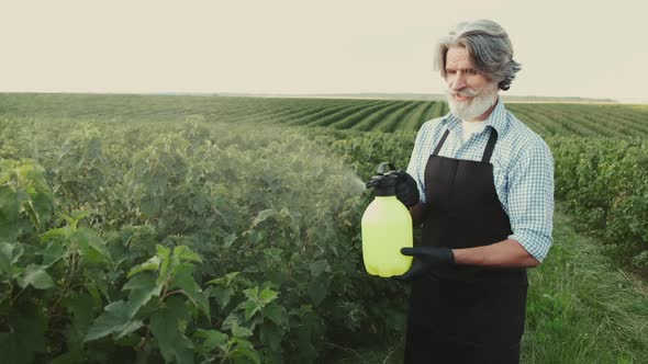 Senior Farmer Is Watering the Plants with a Sprayer in the Field