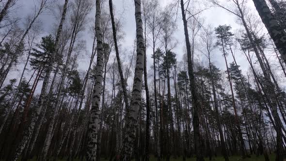Forest with Birches in the Afternoon