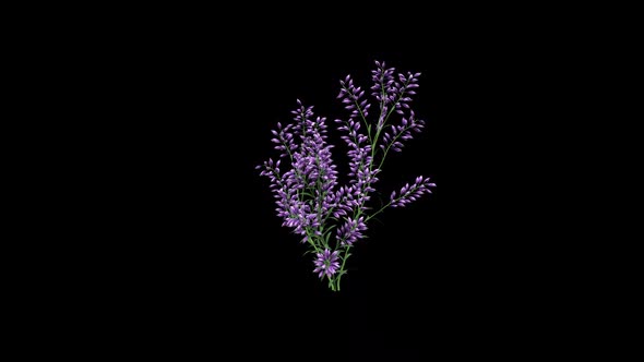 Levander Flower Growing alt