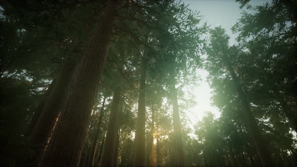 Redwood Forest Foggy Sunset Scenery alt