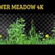 Flower Meadow - VideoHive Item for Sale