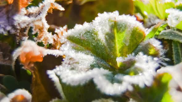 Close up macro timelapse of frost melting on a leaf