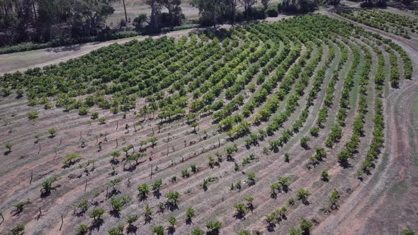 Aerial View Of Rows Of Vine At The Winery In Barossa Valley Wine Region Near Adelaide, Australia.