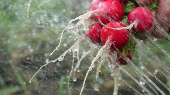 Close-up View of a Bunch of Radishes in a Man’s Hand, Which Is Watered From a Shower Faucet