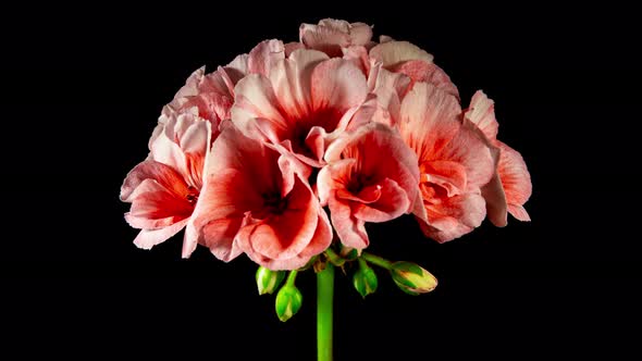 Rose Pelargonium Flowers Blooming in Time Lapse on a Black Background. Beautiful Neon Pink Geranium 