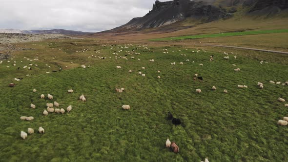 Sheep Grazing in Iceland