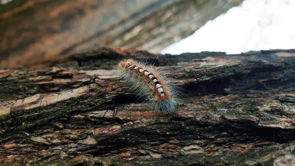 Yellow tail moth caterpillar. A caterpillar crawls on a tree branch in the forest.
