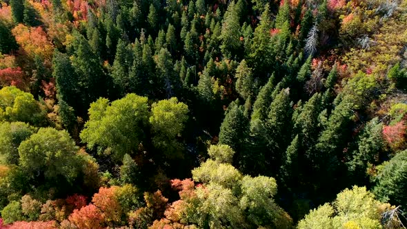 Looking down at grove of pine trees surrounded in Fall color