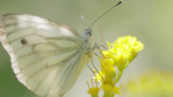 Pieris Brassicae the Large White Butterfly Also Called Cabbage Butterfly