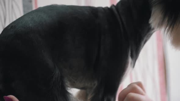 A Groomer Combs a Dog During a Haircut