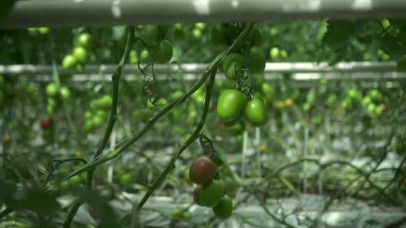 Closeup View of Green Tomato Plants Growing in Greenhouse with Hydroponic Systems Indoors Spbd