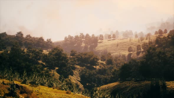 Green Trees in Canyon at Sunset with Fog